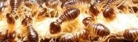 Superior Solutions Pest & Termite Control, Inc. image 3